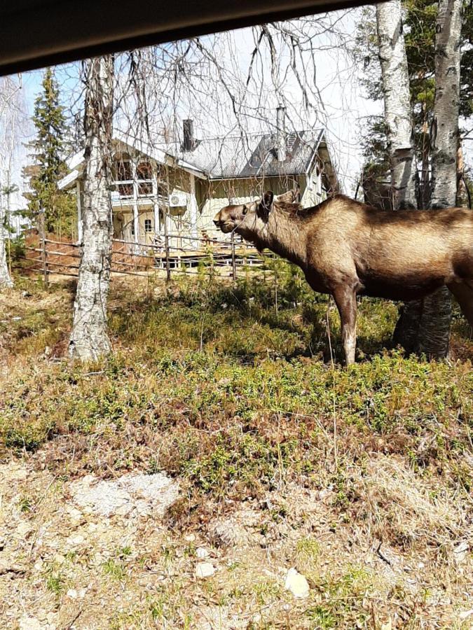 Skabram Bed & Breakfast Jokkmokk Luaran gambar